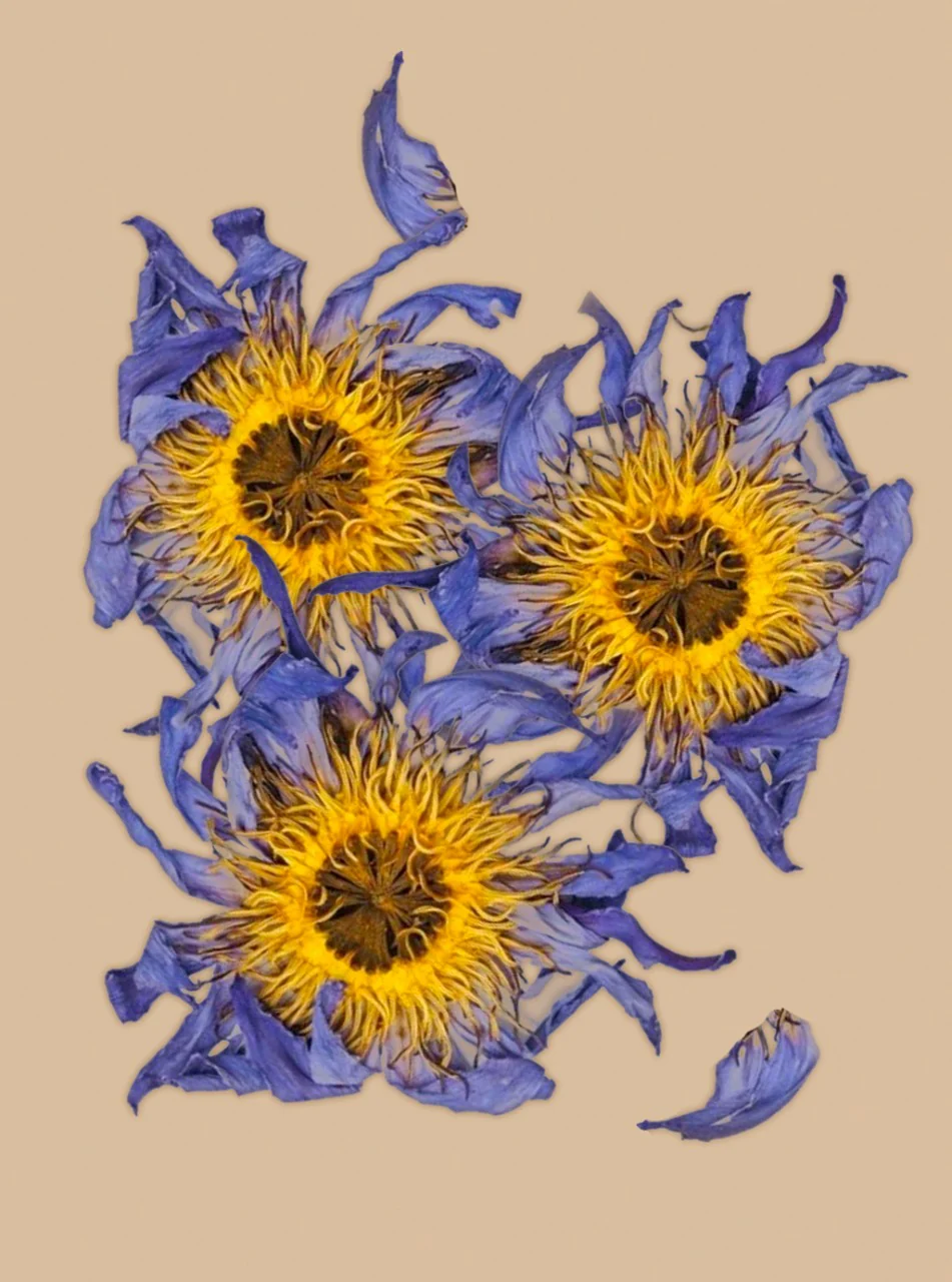 WHOLE BLUE FLOWERS | Blossoms of Intuition* - Image 12